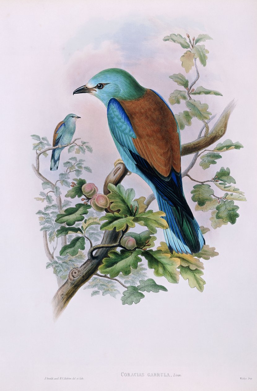Evropský válec; Coracias Garrula, 1862-1873 od John Gould