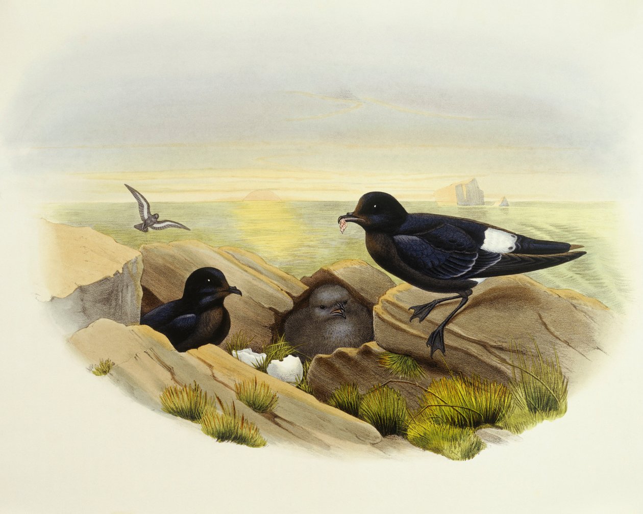 Buřňák evropský (Hydrobates pelagicus), rytina John Gould od John Gould
