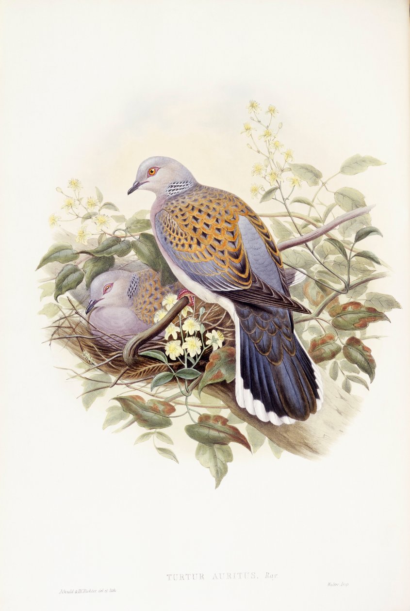 Evropská hrdlička (Streptopelia turtur), rytina John Gould od John Gould