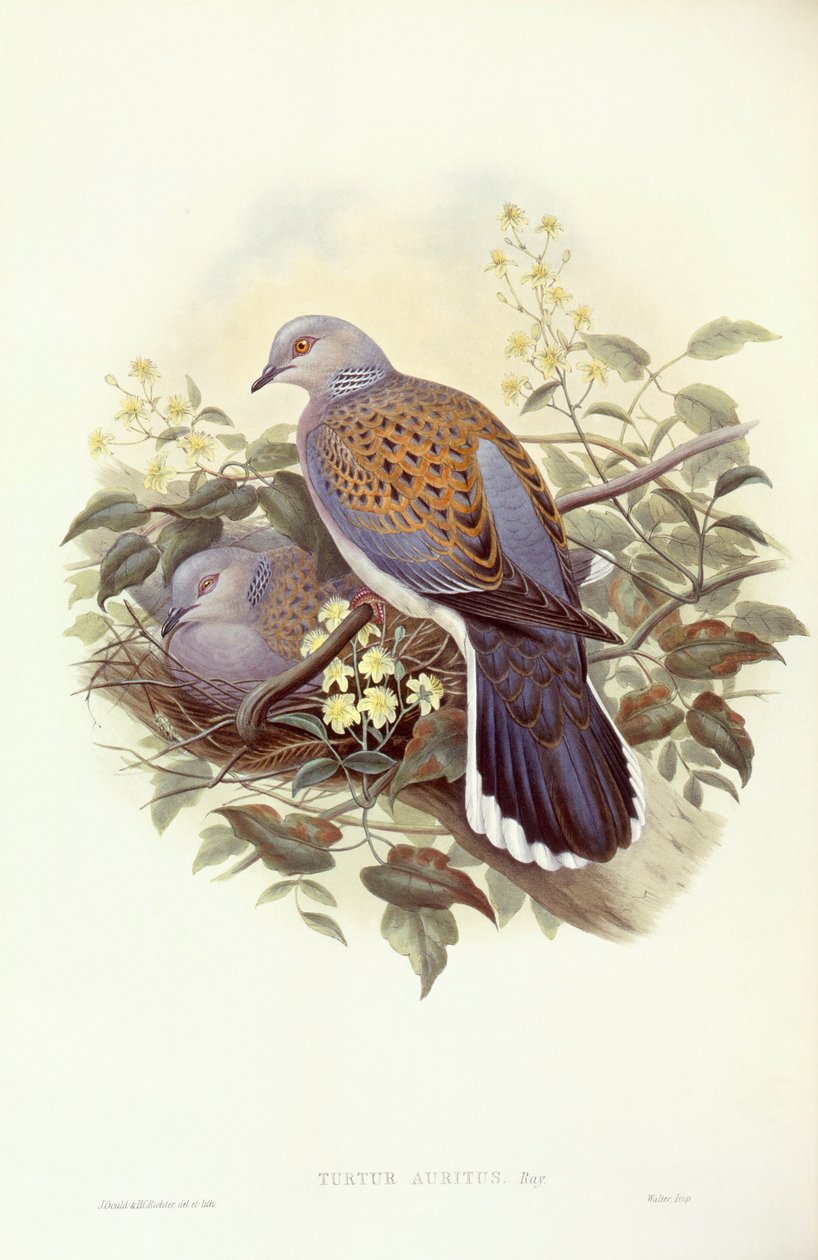 Evropská hrdlička (Streptopelia turtur), rytina John Gould od John Gould