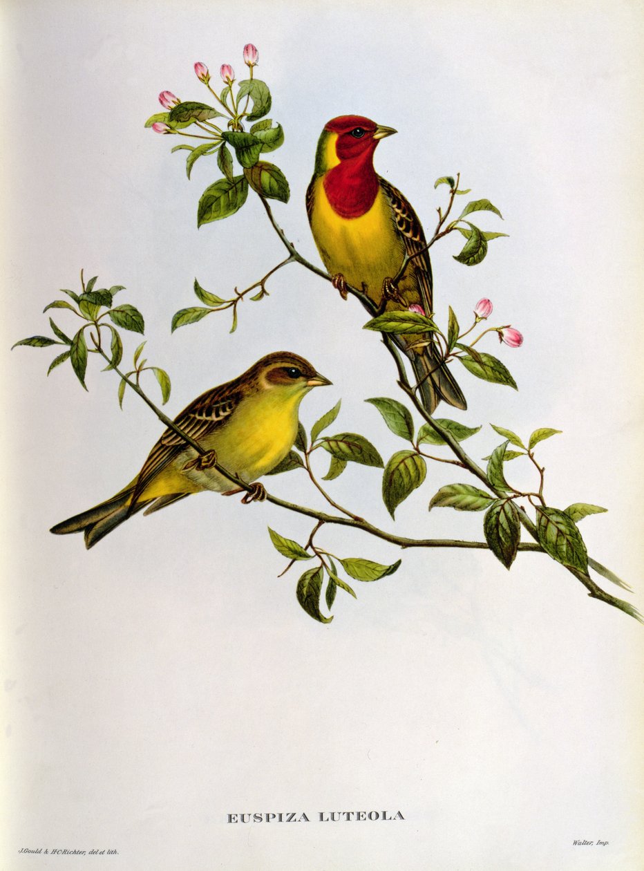 Euspiza Luteola, 19. století od John Gould