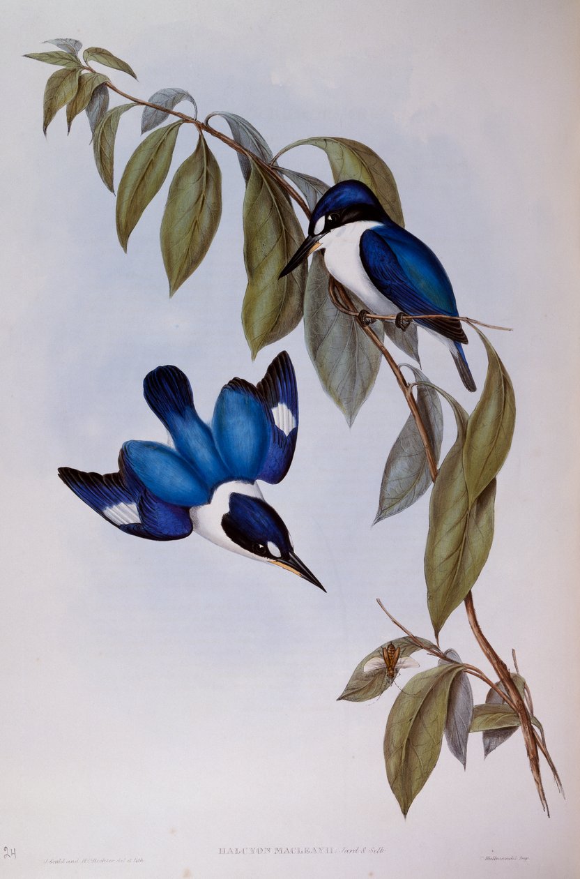 Ledňáček lesní (Halcyon Macleay), rytina z Birds of Australia od John Gould