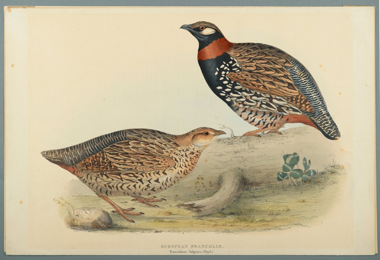 Francolinus vulgaris (BRISS): Evropský francolin (barva Litho na Wove Paper) od John Gould