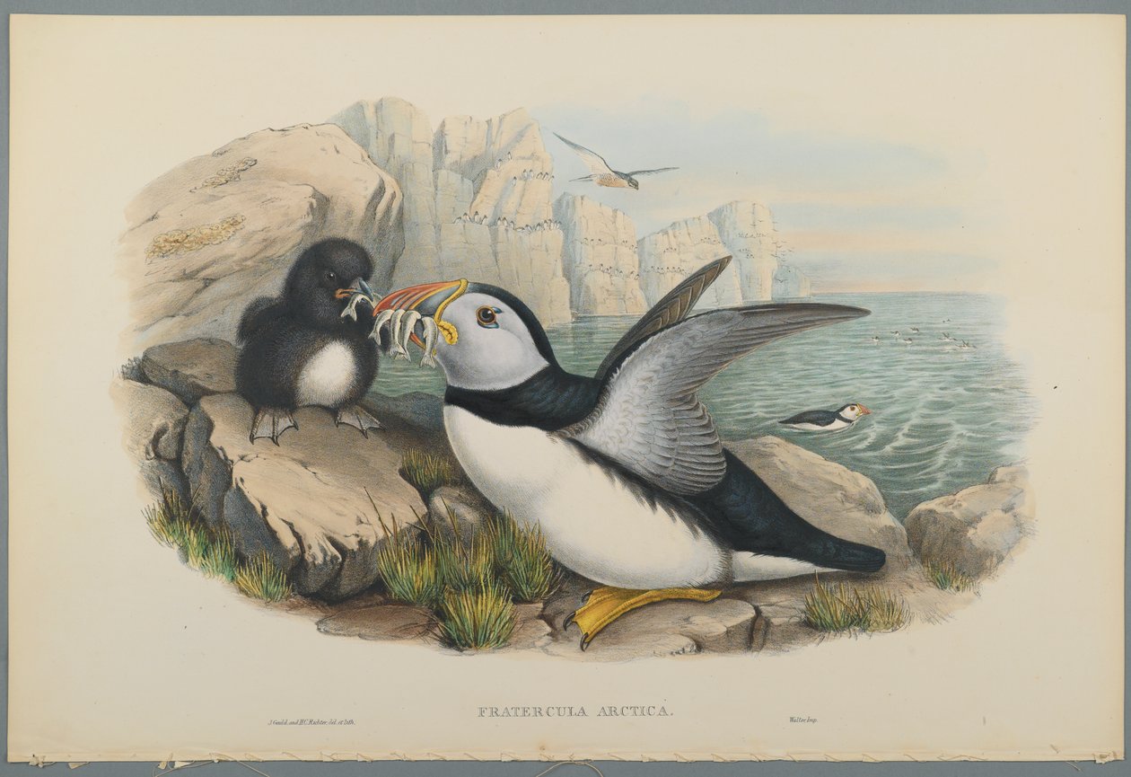 Fratercula Arctica: Puffin (barevné litho na tkaném papíře) od John Gould