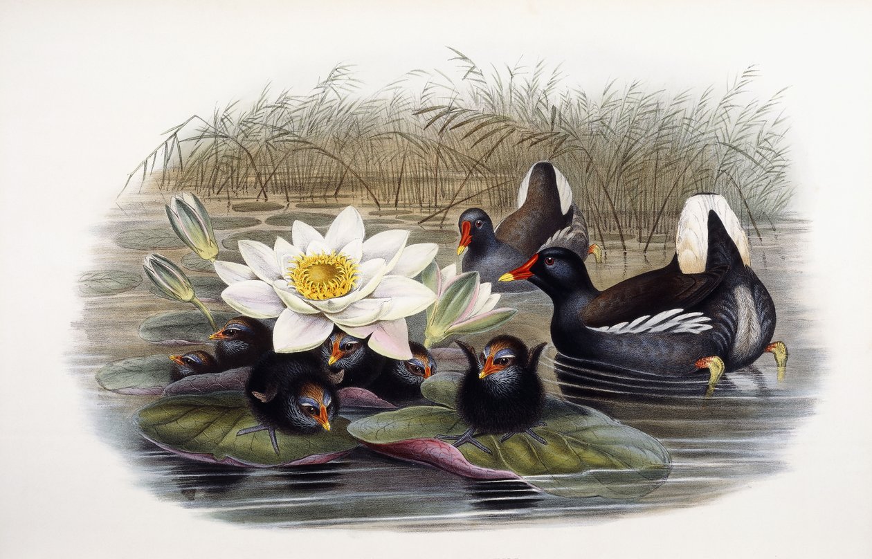 Gallinula Chloropus od John Gould