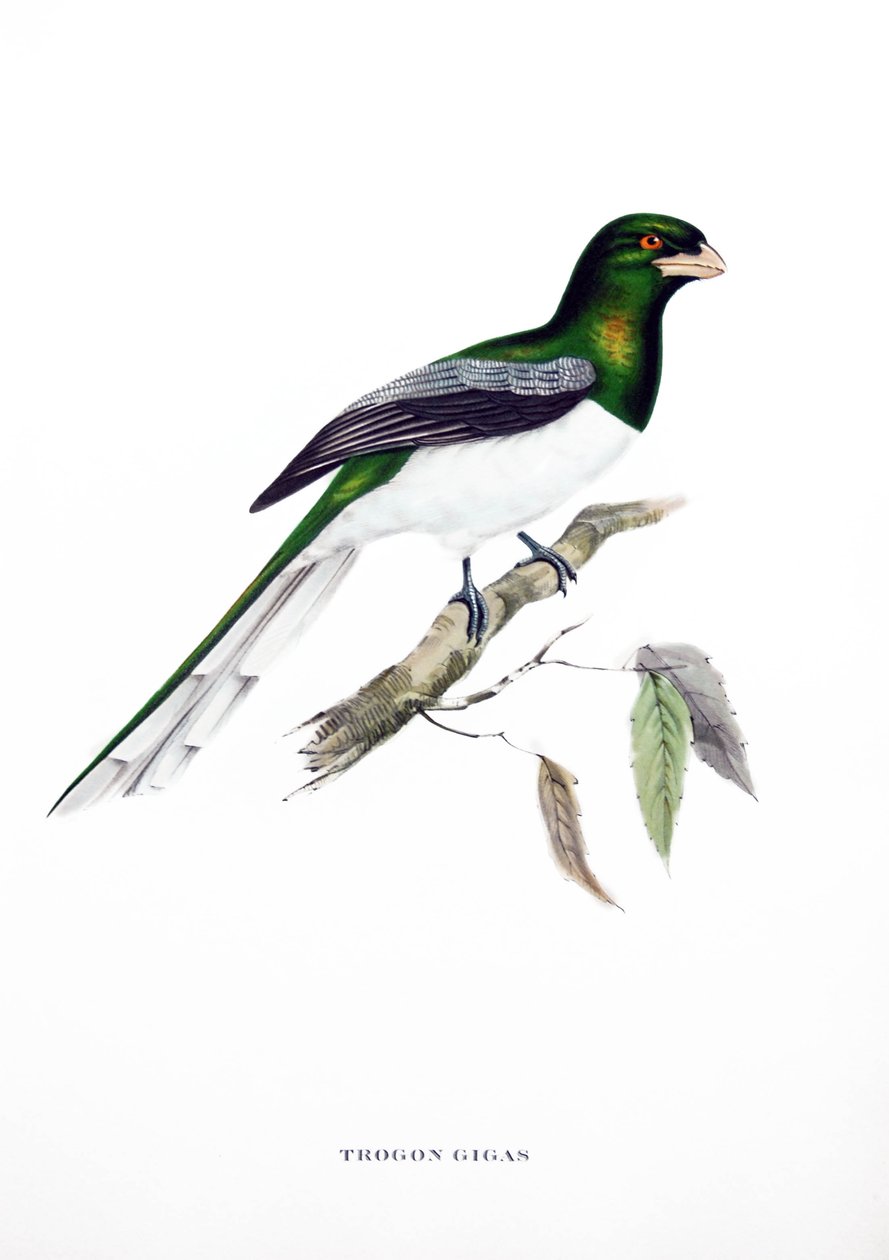 Trogon obrovský, pták z Indie, rytina z knihy Johna Goulda (1804-1881) "Tropičtí ptáci" od John Gould