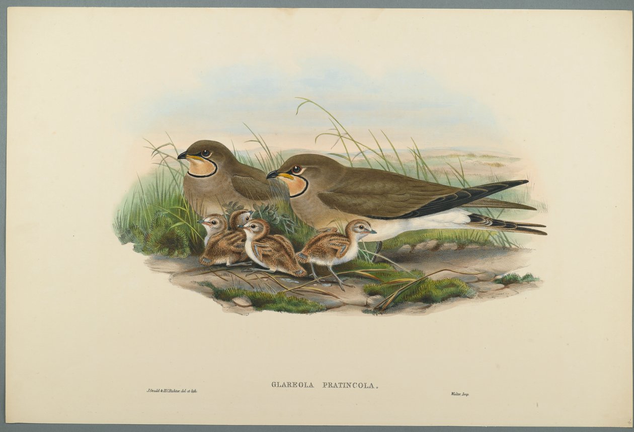 Glareola Pratincola - Pratincola obecná (barevné lito na tkaném papíře) od John Gould
