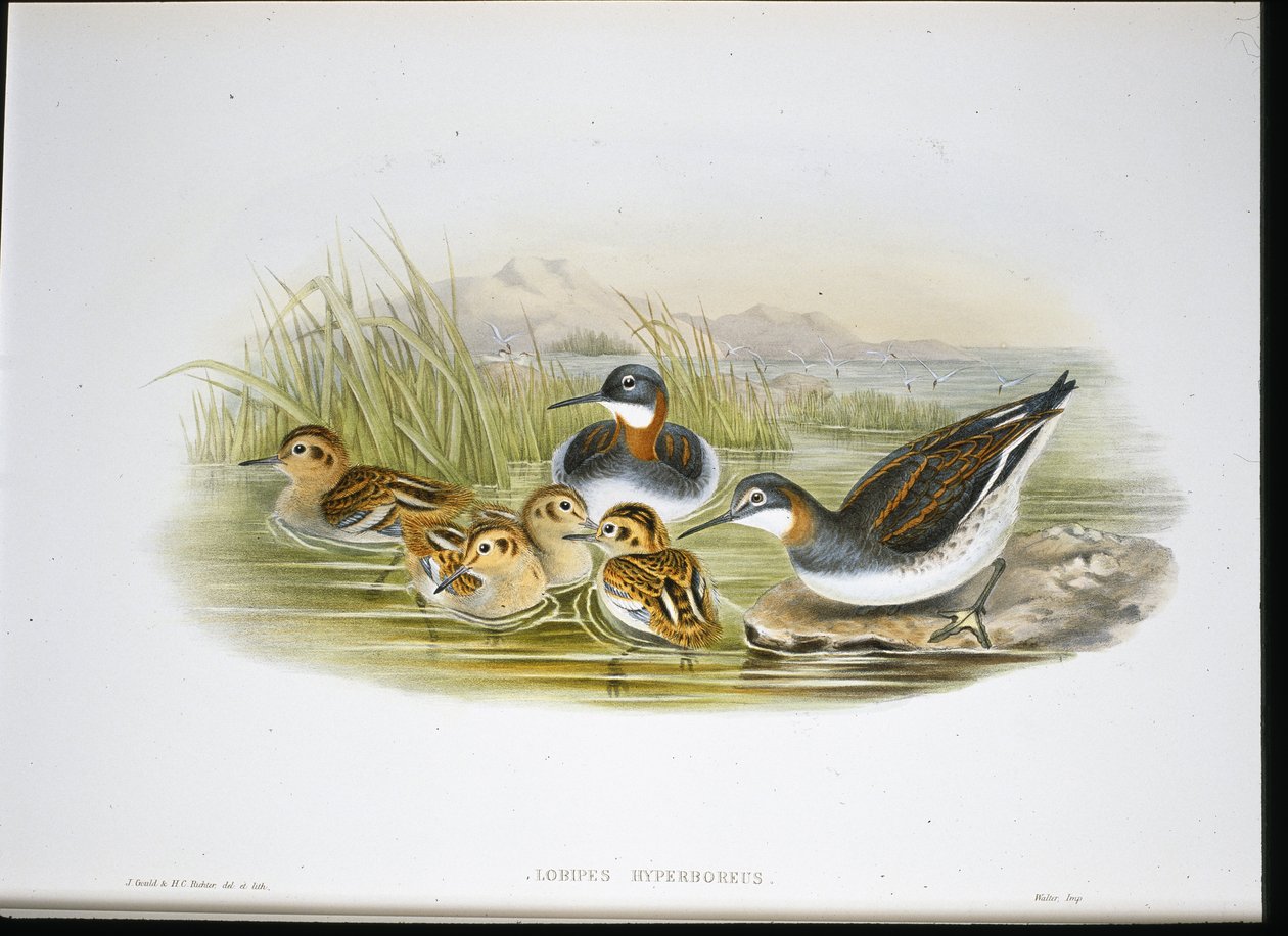 Ibis lesklý (Falcinellus Igneus) (ručně barvené lito) od John Gould