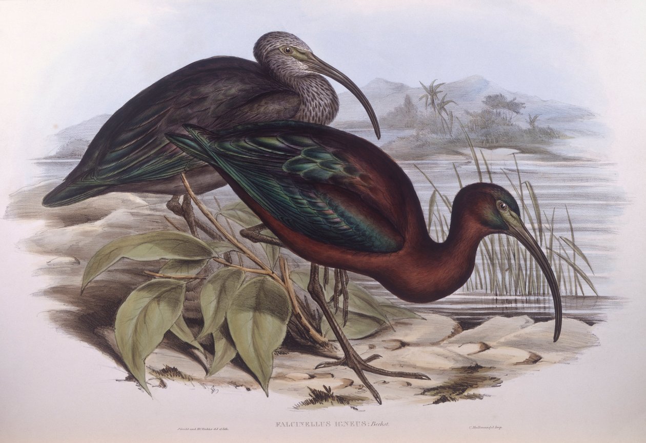 Lesklý ibis (Plegadis falcinellus), rytina John Gould od John Gould
