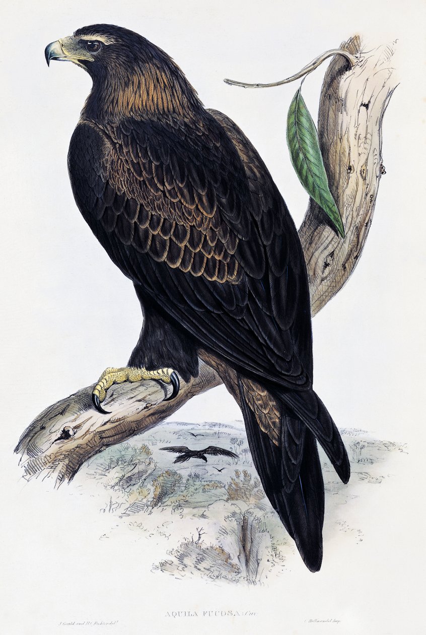 Golden Eagle (Aquila chrysaetos), litografie z Birds of Australia a Velké Británie od Johna Goulda (1804-1881), Velká Británie od John Gould