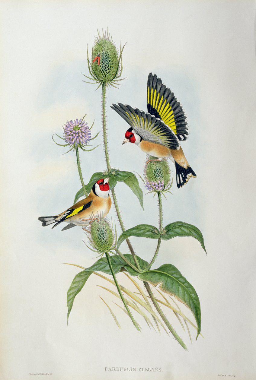 Stehlík (Carduelis Elegans) (ručně barvené lito) od John Gould