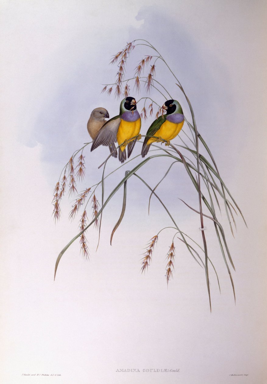 Gouldova pěnkava (Chloebia nebo Erythrura gouldiae), rytina John Gould od John Gould