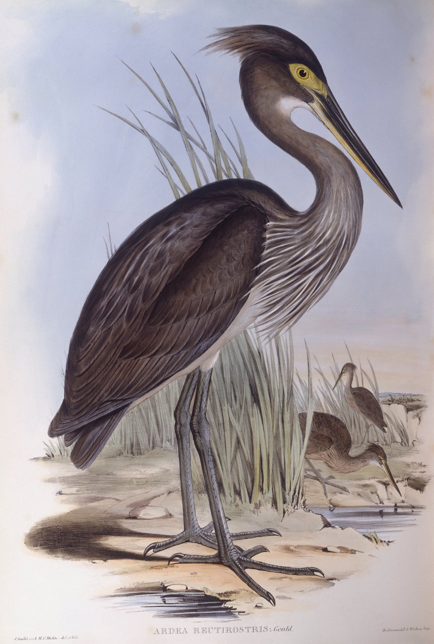 Volavka velká (Ardea sumatrana), rytina od Johna Goulda od John Gould