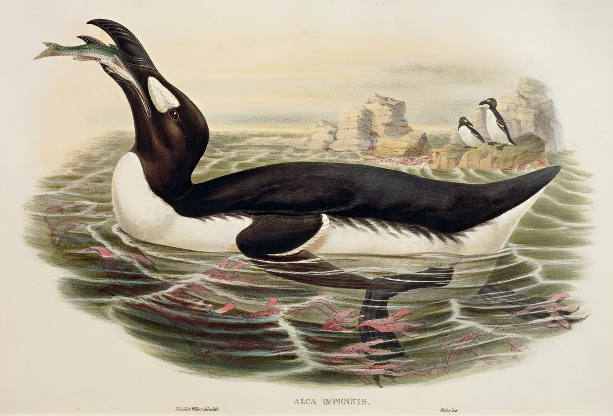 Velký Auk Pinguinus impennis, rytina od John Gould