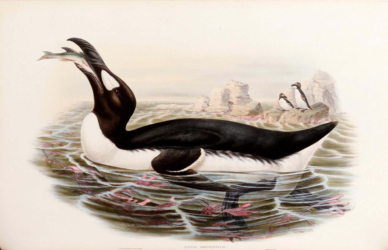 Great Auk, z "The Birds of Great Britain", vydaný v Londýně 1862-73 od John Gould