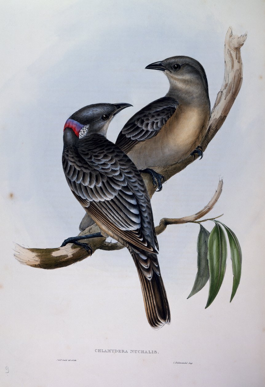 Velký Bowerbird (Chlamydera nuchalis), rytina z Birds of Australia od John Gould