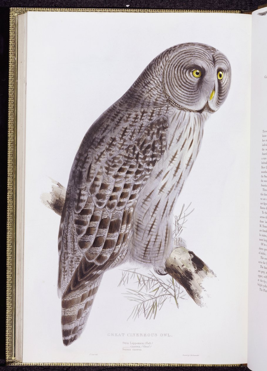 Great Cinereous Owl, z „The Birds of Great Britain“, vydáno v Londýně, 1862-73 od John Gould