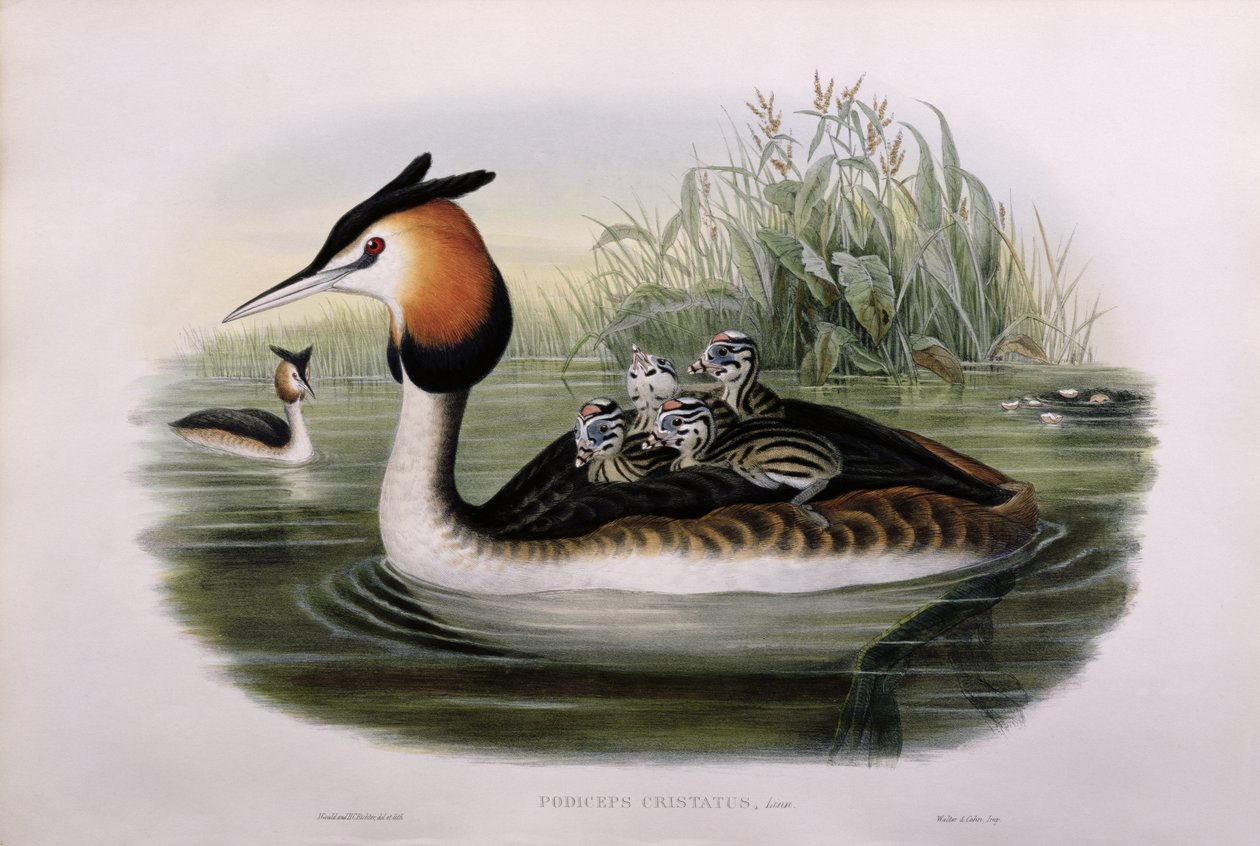 Potápka chocholatá (Podiceps Cristatus) (ručně barvené lito) od John Gould