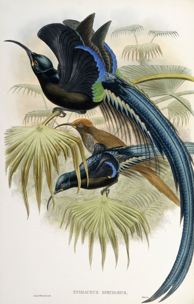 Velký srpkovitý rajský pták od John Gould