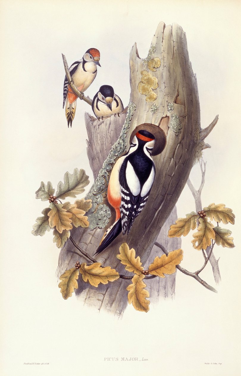 Datel velký (Dendrocopos major), rytina John Gould od John Gould