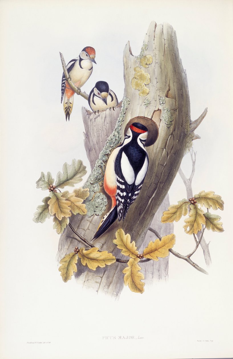 Strakapoud velký (Dendrocopos major), rytina John Gould od John Gould