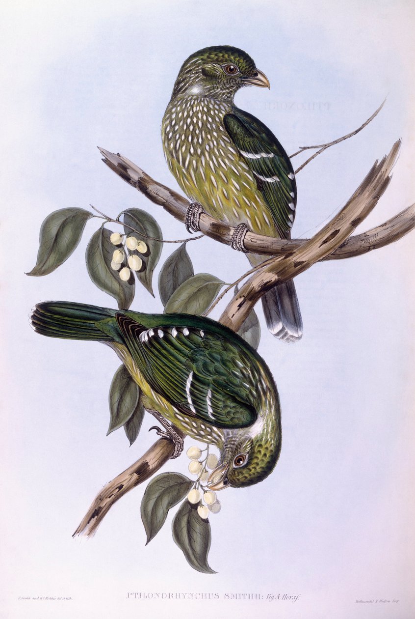 Green catbird (Ailuroedus crassirostris), rytina John Gould od John Gould