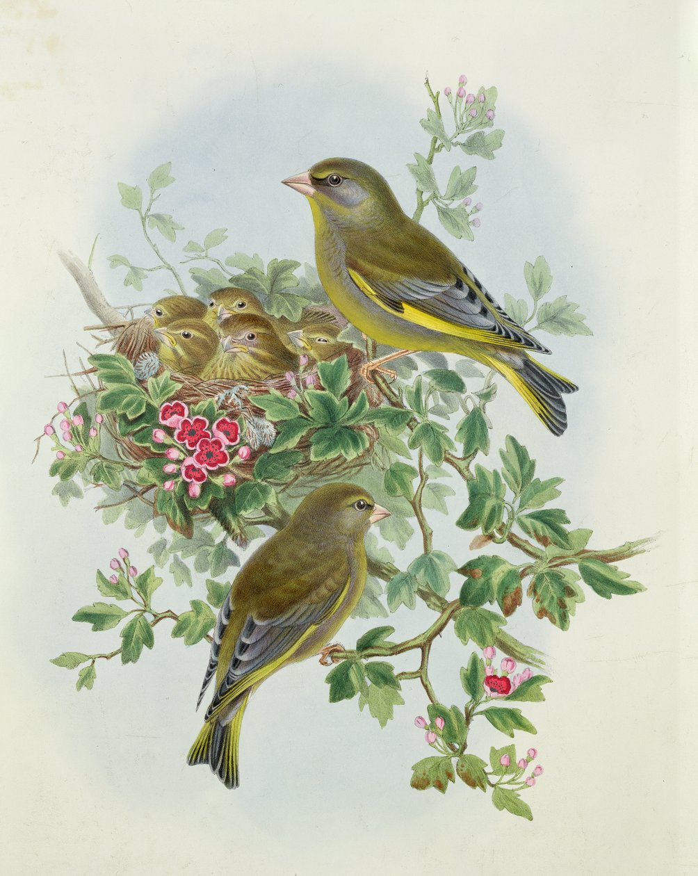 Greenfinch, 1873 (wc, tužka na papíře) od John Gould