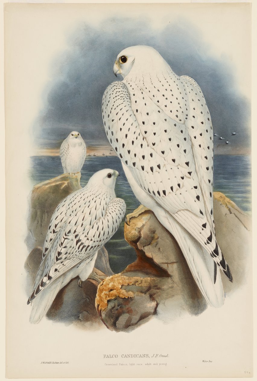 Sokol grónský od John Gould