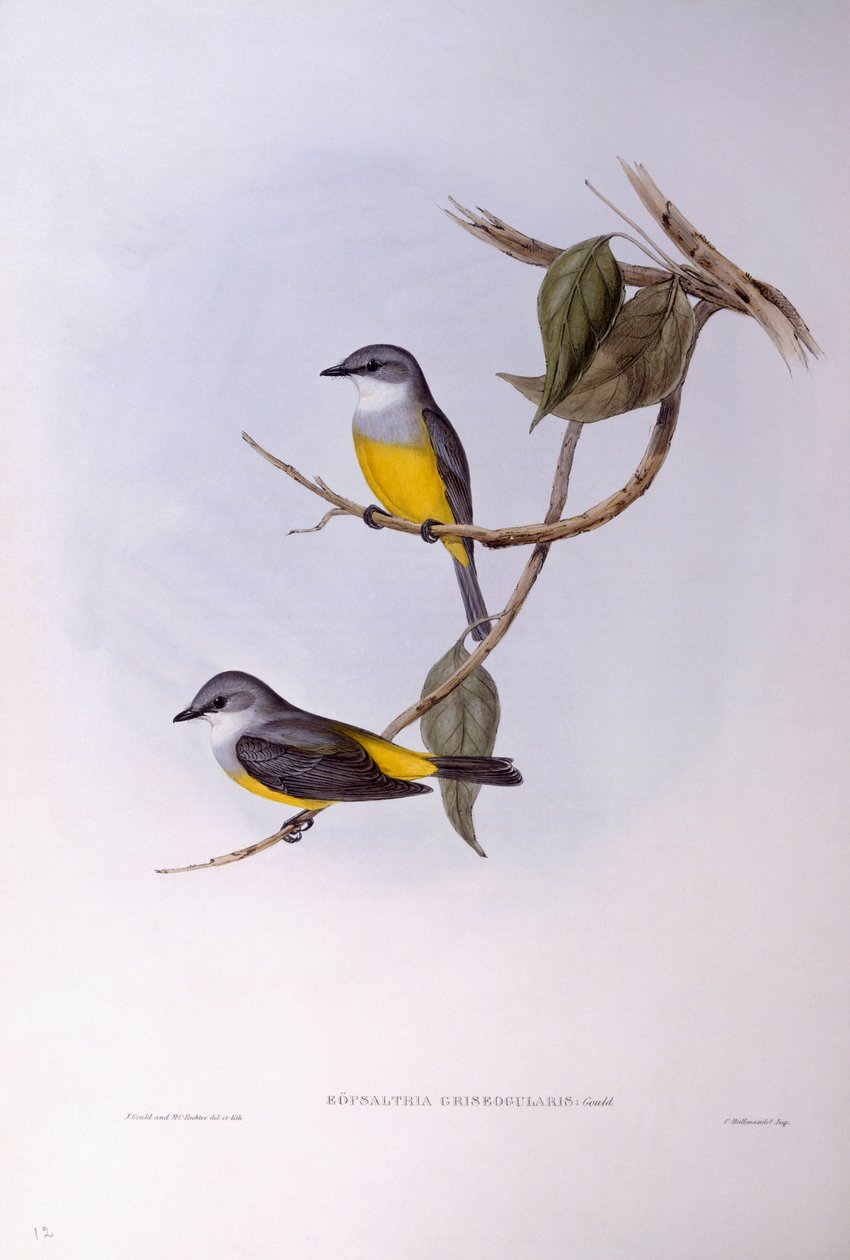 Červenka šedoprsá (Eopsaltria griseogularis), rytina od Johna Goulda od John Gould