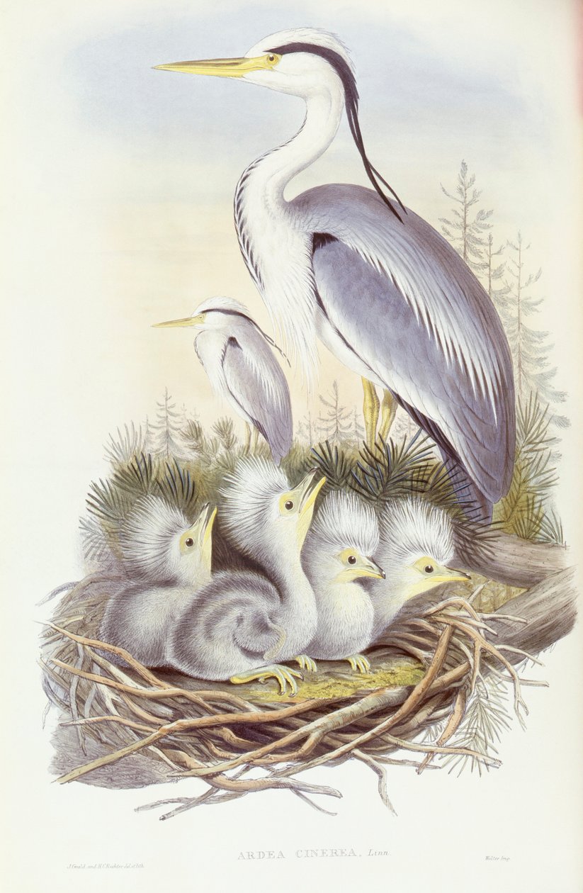 Volavka popelavá (Ardea cinerea), rytina od Johna Goulda od John Gould