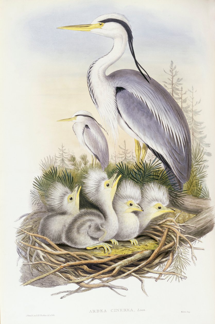 Volavka popelavá (Ardea cinerea), rytina od Johna Goulda od John Gould