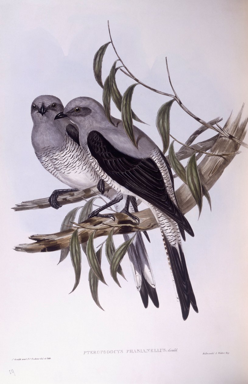 Kukačka zemní (Coracina maxima), rytina John Gould od John Gould