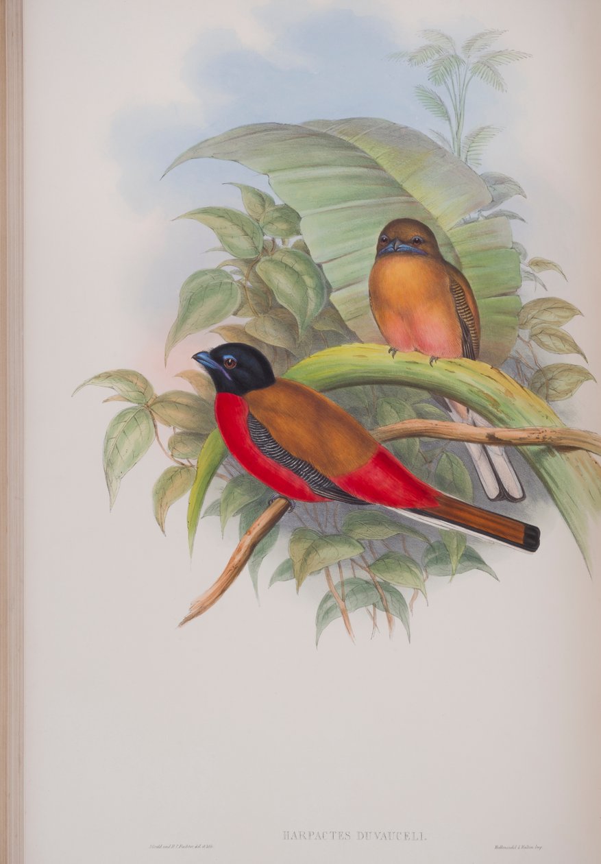 Harpactes Duvauceli, deska z The Birds of Great Britain od Johna Goulda, vydaná v letech 1862-73 (ručně kolorované lito) od John Gould