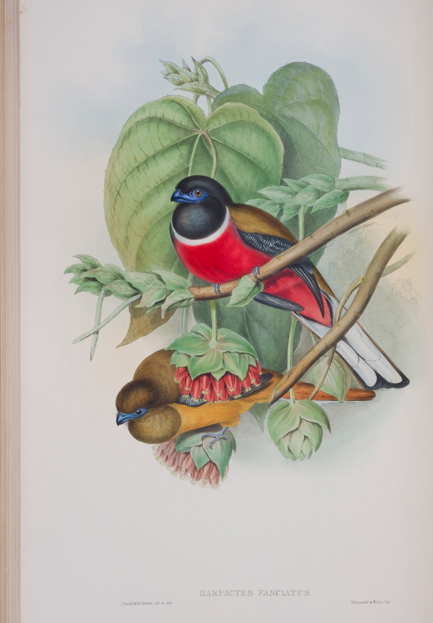 Harpactes Fasciatus, deska z The Birds of Great Britain od Johna Goulda, vydaná 1862-73 (ručně kolorované lito) od John Gould
