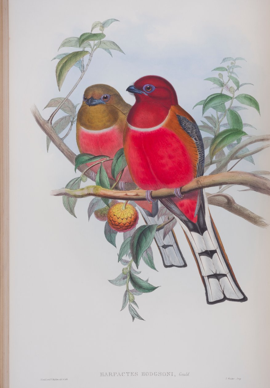 Harpactes Hodgsoni, deska z The Birds of Great Britain od Johna Goulda, vydaná v letech 1862-73 (ručně kolorované lito) od John Gould