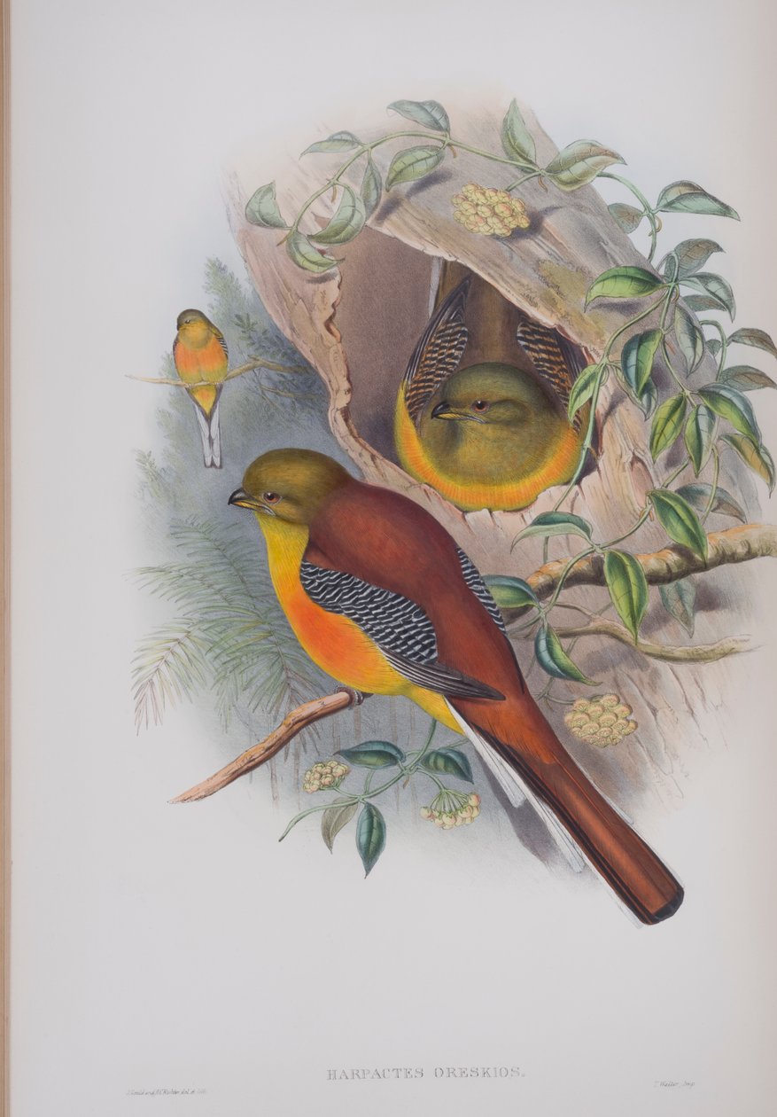 Harpactes Oreskios, deska z The Birds of Great Britain od Johna Goulda, vydaná 1862-73 (ručně kolorované lito) od John Gould