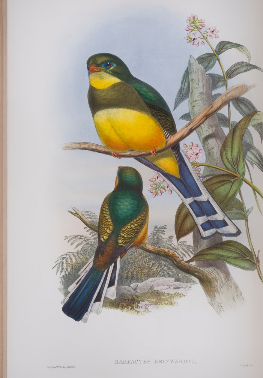 Harpactes Reinwardti, deska z The Birds of Great Britain od Johna Goulda, vydaná 1862-73 (ručně kolorovaná lito) od John Gould