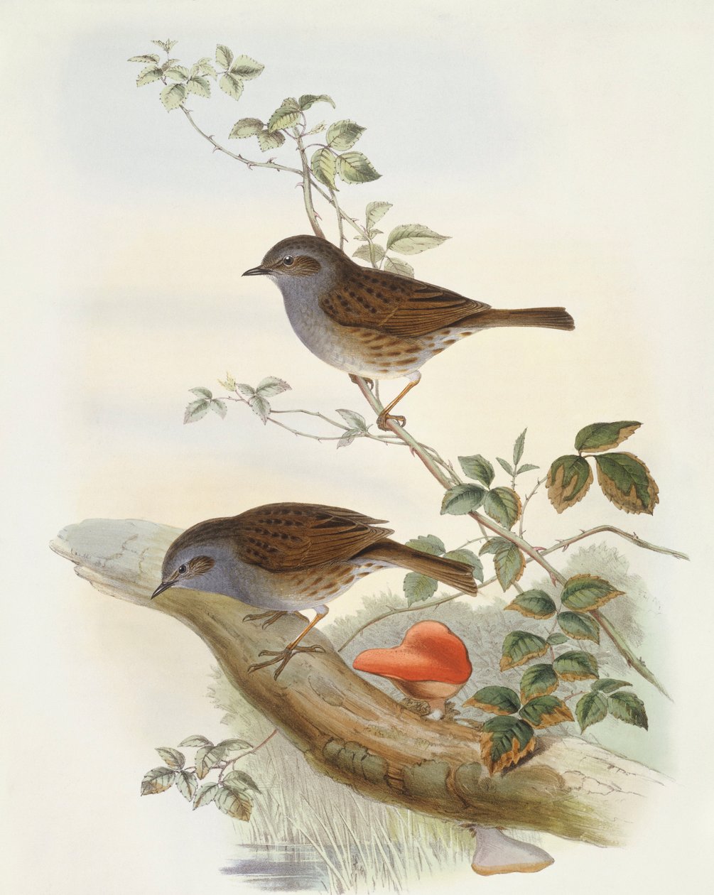 Zvýrazňovač živého plotu (Prunella modularis), rytina John Gould od John Gould