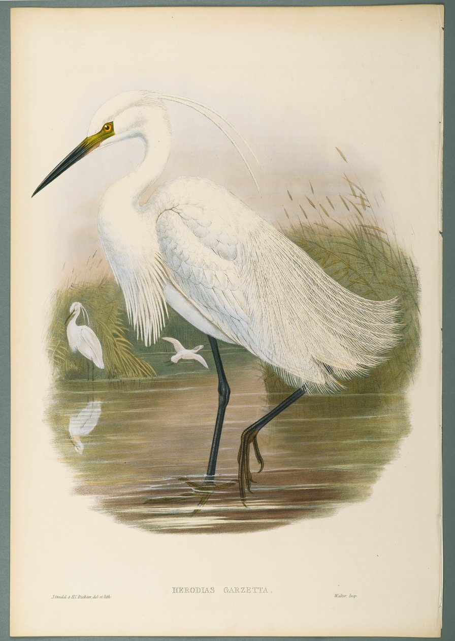 Herodias Garzetta - Volavka obecná (barevné lito na tkaném papíře) od John Gould