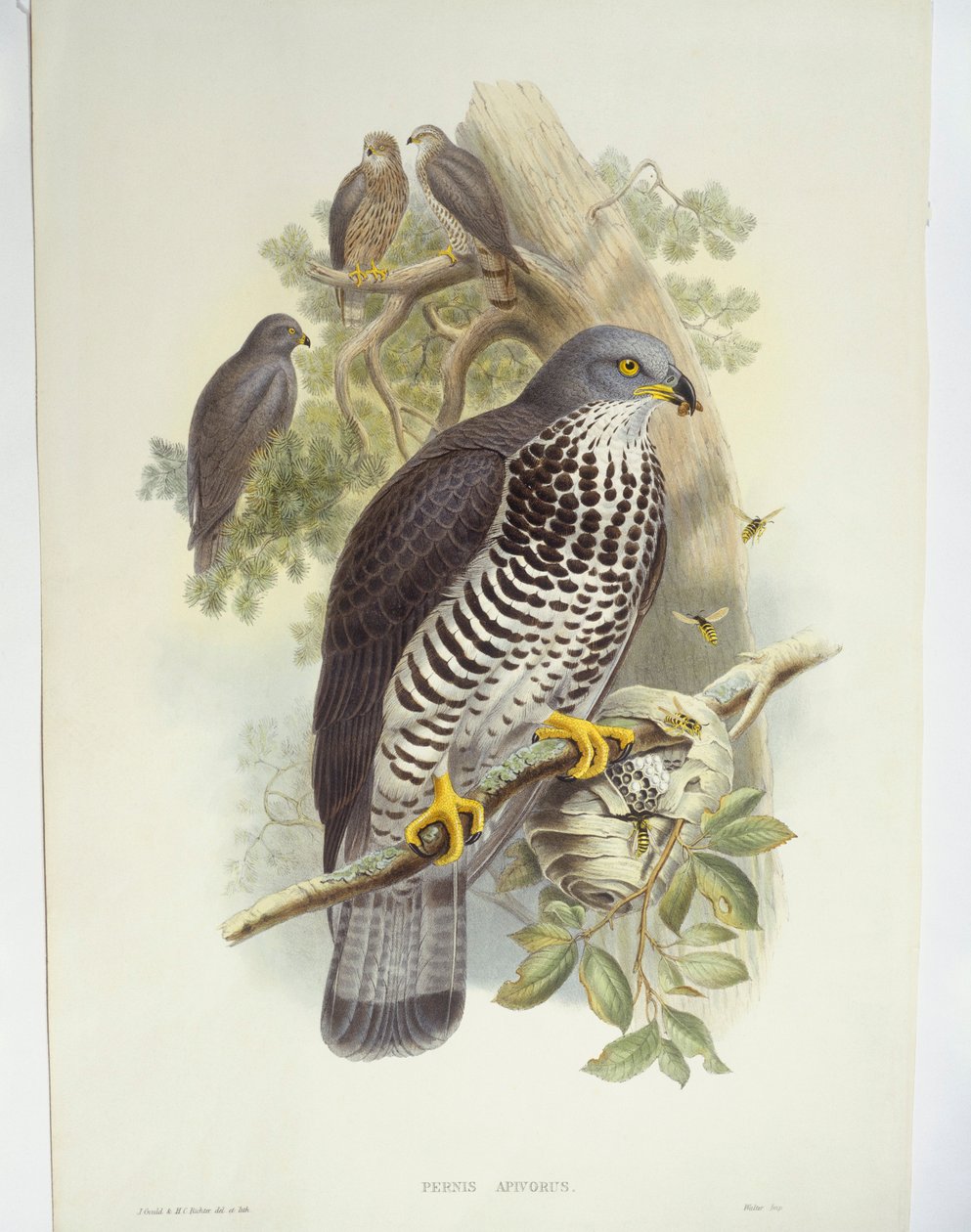 Honey-káně (Pernis apivorus), ilustrace od John Gould