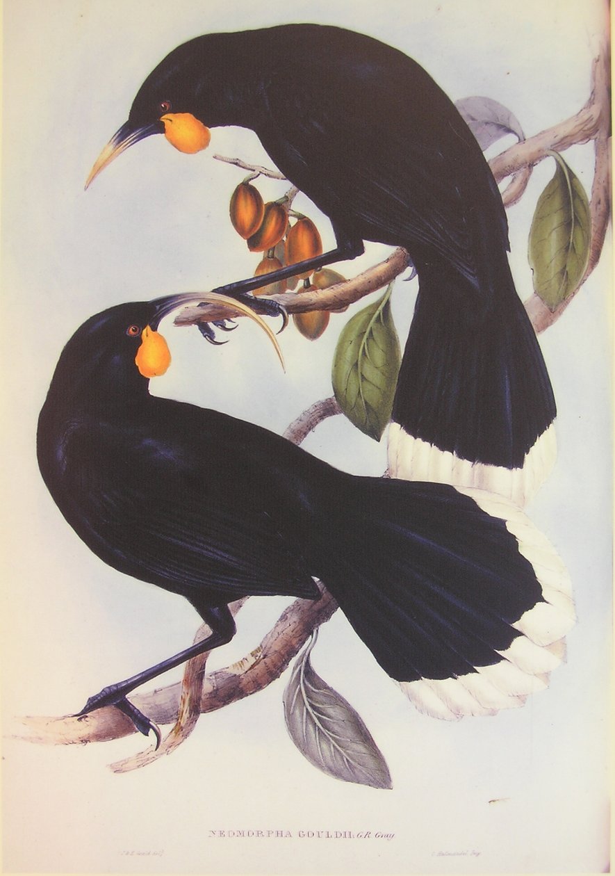 Ilustrace dvojice Huia od John Gould