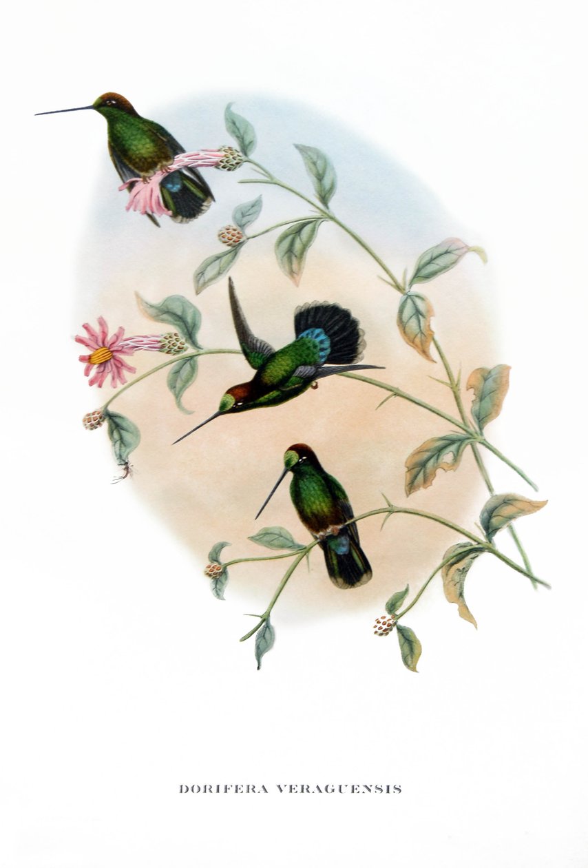 Kolibřík - Veruguan Lance-Bill, ptáci z Kostariky , rytina z knihy Johna Goulda (1804-1881) "Tropičtí ptáci" od John Gould