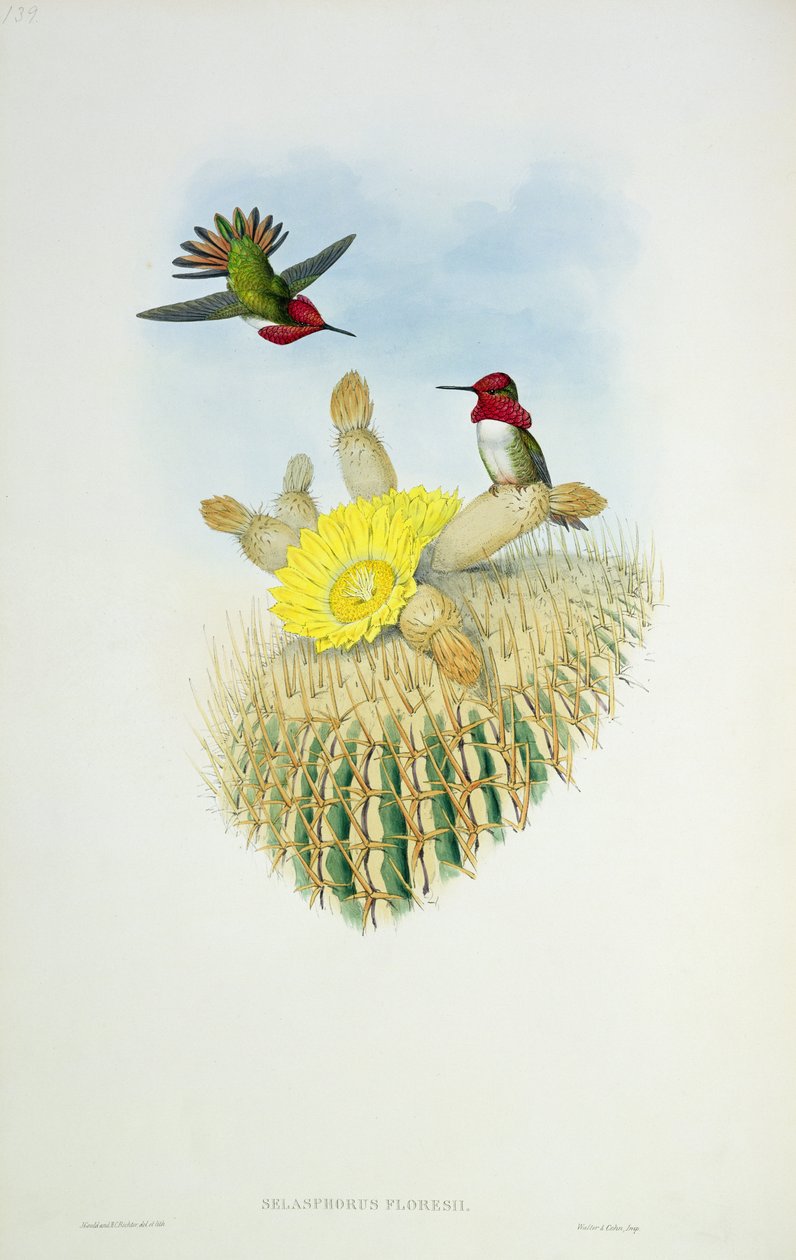 Kolibřík, vyrytý Walterem a Cohenem od John Gould