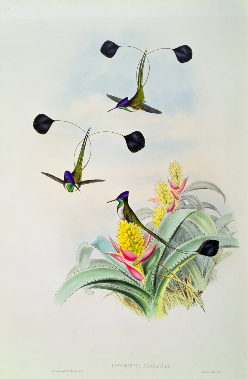 Kolibřík, vyrytý Walterem a Cohnem od John Gould