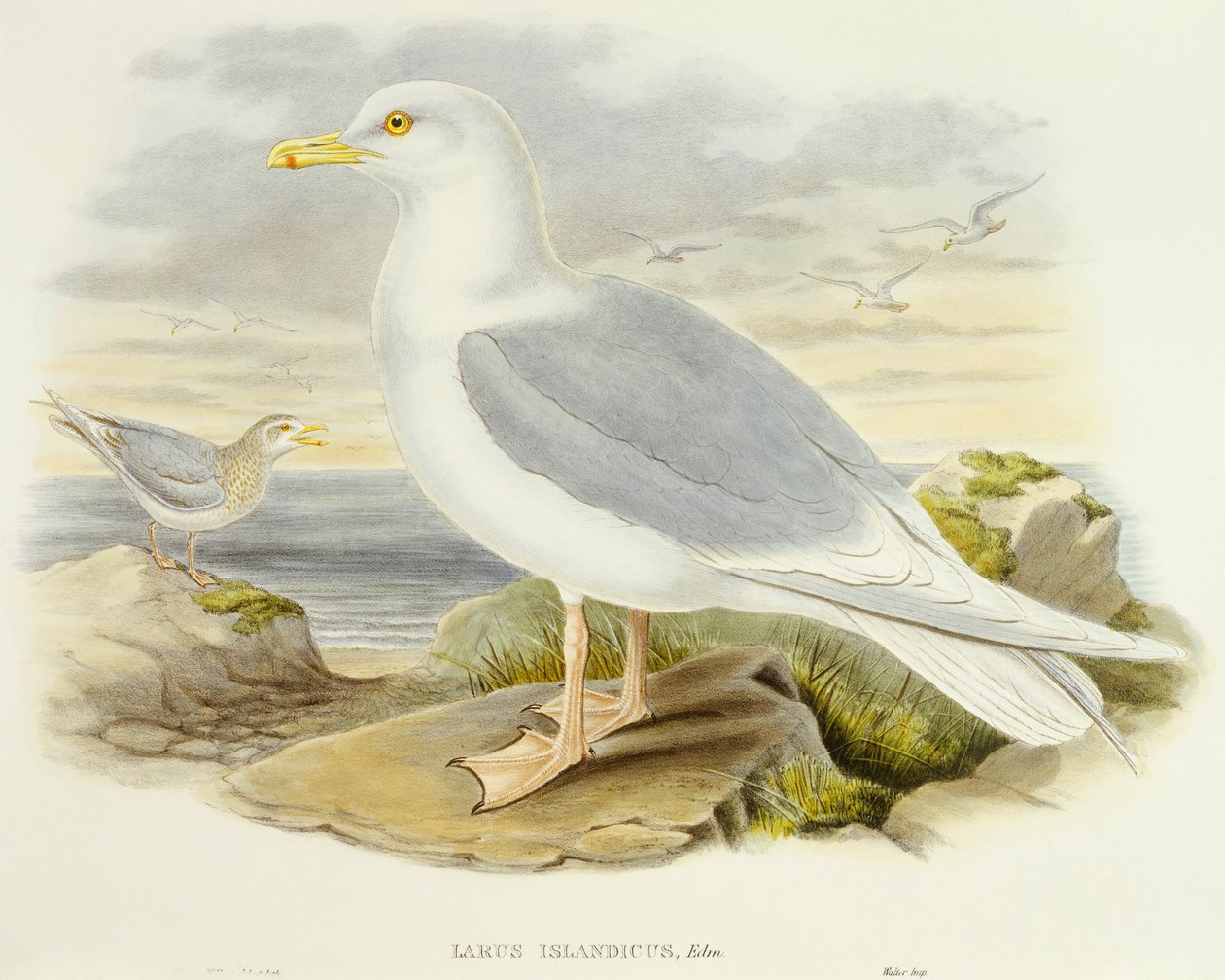 Racek islandský (Larus glaucoides), rytina od Johna Goulda od John Gould