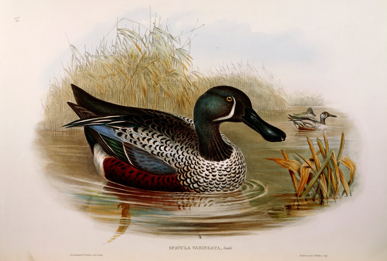 Ilustrace z knihy Johna Goulda "The Birds of Australia" představující australského lopatu Anas rhynchotis variegata od Oscara Dresslera od John Gould
