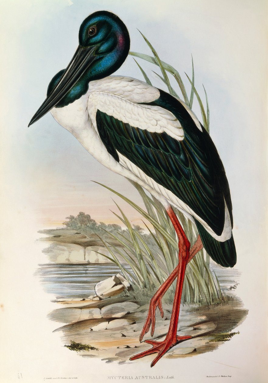 Ilustrace z knihy Johna Goulda „The Birds of Australia“ představující čápa černokrkého Ephippiorhynchus asiaticus, od John Gould