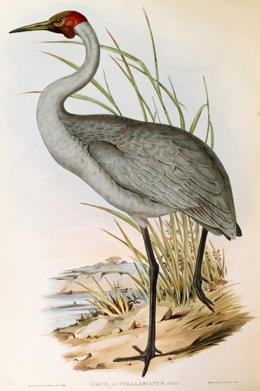 Ilustrace z knihy Johna Goulda „The Birds of Australia“ představující Brolga Grus rubicunda, od John Gould