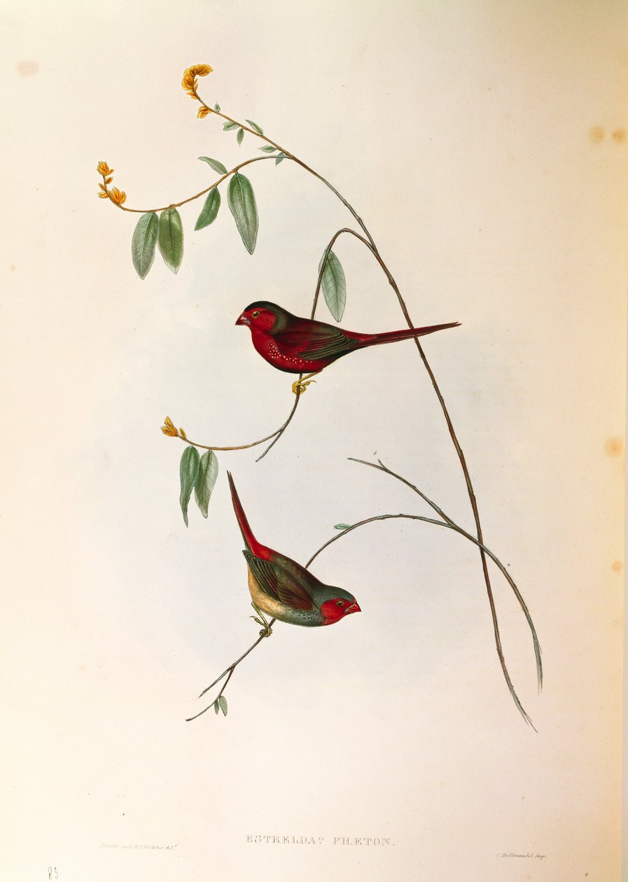 Ilustrace z knihy Johna Goulda "The Birds of Australia" představující phaeton Crimson Finch Neochmia, barevná rytina od John Gould