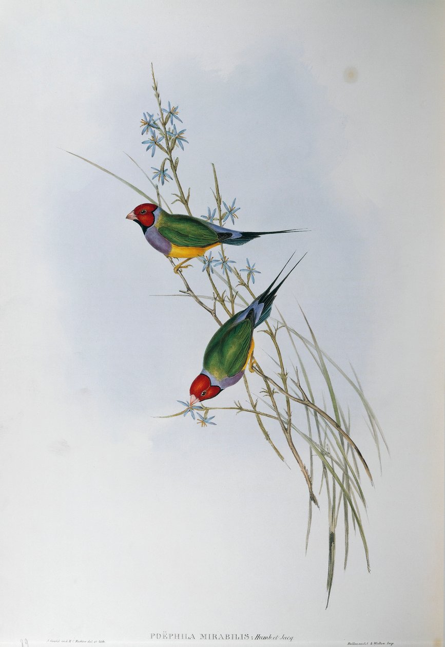 Ilustrace z knihy Johna Goulda "The Birds of Australia" představující Gouldian Finch Chloebia gouldiae, od Oscara Dresslera od John Gould